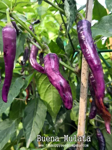 Buena Mulata