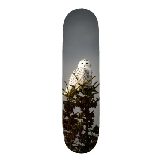 Snow Owl