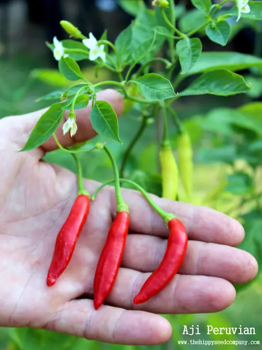 Aji Peruvian