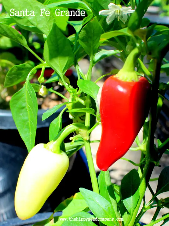 Santa Fe Grande Pepper