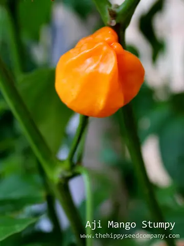 Aji Mango Stumpy