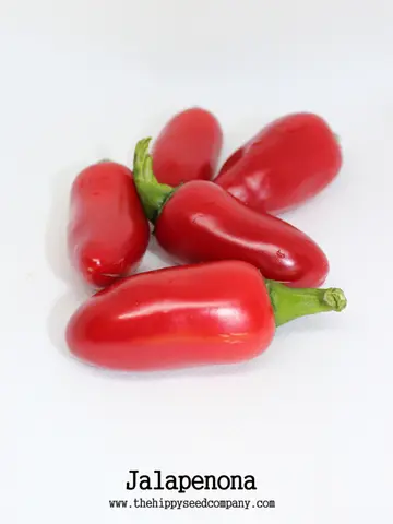 Jalapenona
