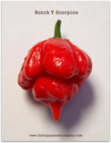 Butch T Scorpion Pepper