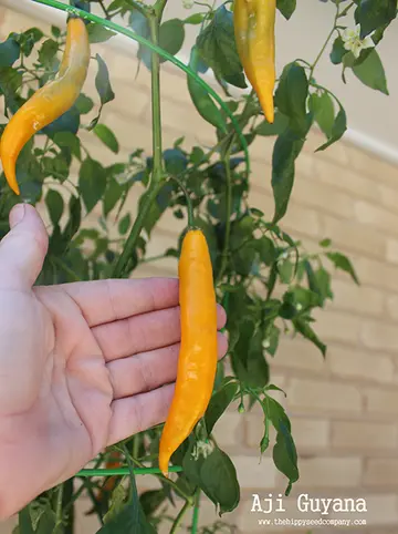 Aji Guyana