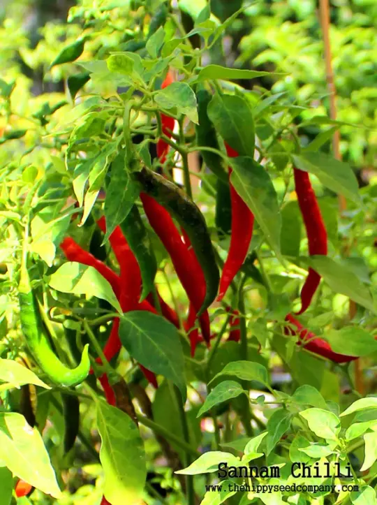 Sannam Chilli