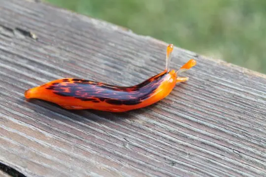 Orange and Black Glass Slug – Lampwork Murano Glass Collectible