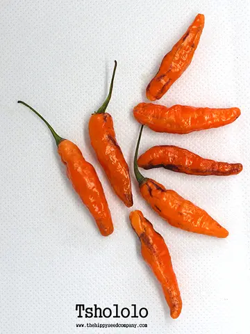 Tshololo Pepper