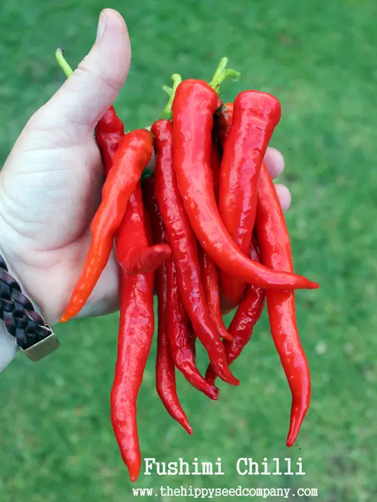 Fushimi Chilli