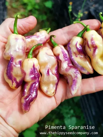 Pimenta Sparanise