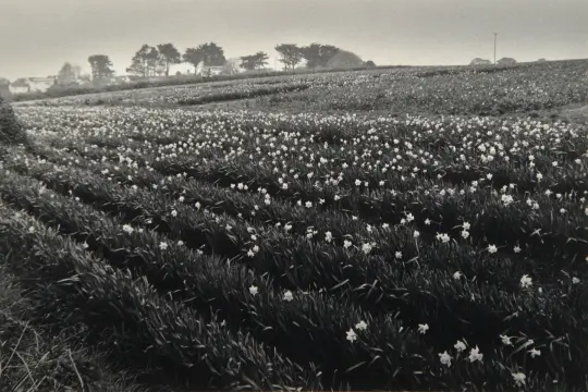Daffodil Field.