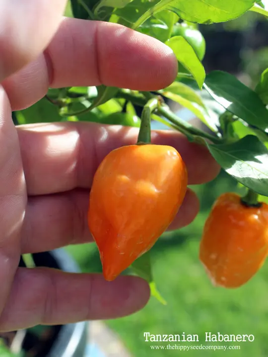 Tanzanian Habanero