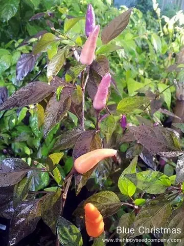 Blue Christmas Chilli