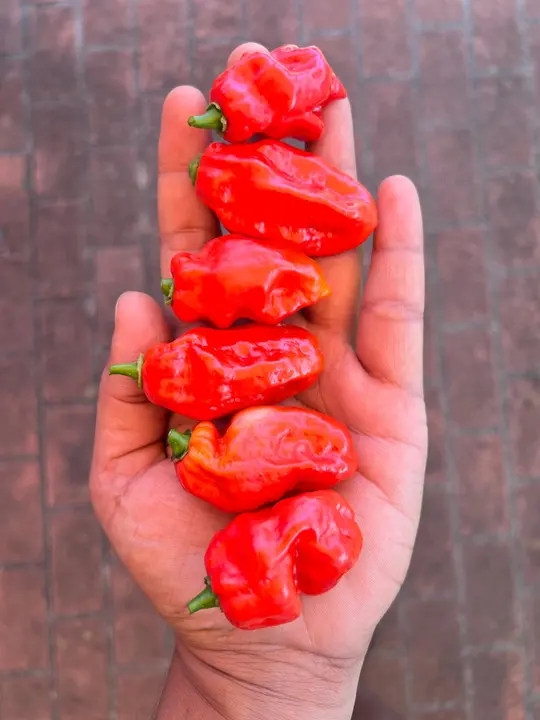 Purple Bhut BR