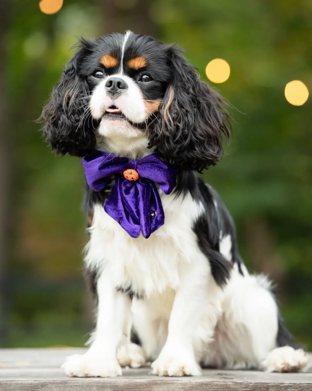 Halloween: Purple Velvet - Pet Bow