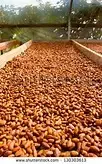 Single-origin 100% Hawaiian Cocoa Bean (sold by pound) (21-60 lbs)