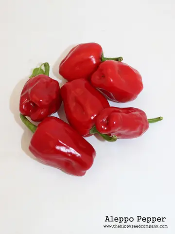 Aleppo Pepper