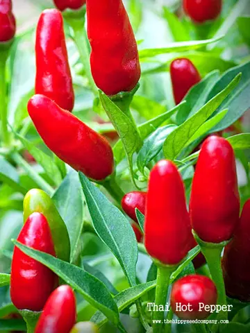 Thai Hot Pepper