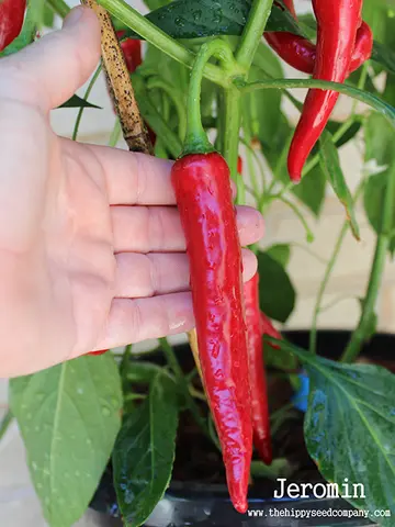 Jeromin Chilli