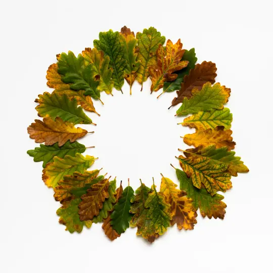BEUYS' ACORNS (Autumn Leaves 28)