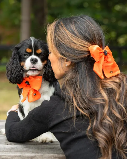 Halloween: Orange Velvet - Human Bow Barrette and Pet Bow - Bundle & Save