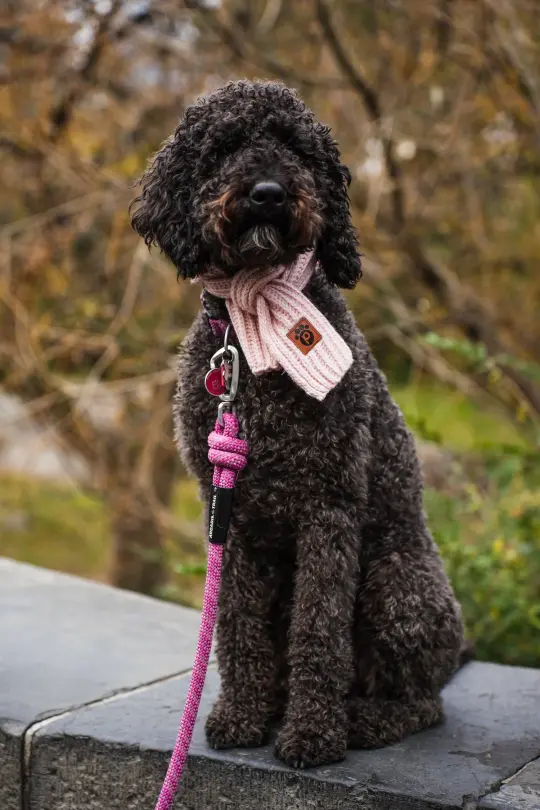 Shades of Winter - Orchid Pink - Pet Scarf