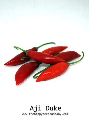 Aji Duke Chilli