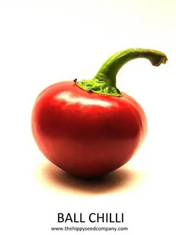Ball Chilli