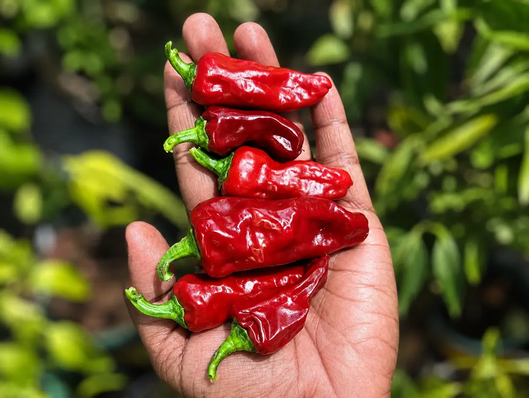 Mexican chilli Escondida