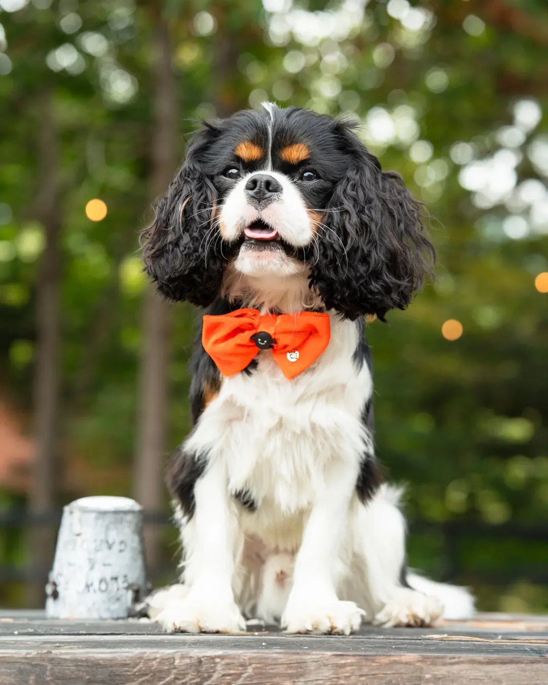 Halloween: Orange Velvet - Pet Bow