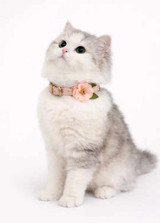 Missy Pet Collar in Rose Gold Glitter