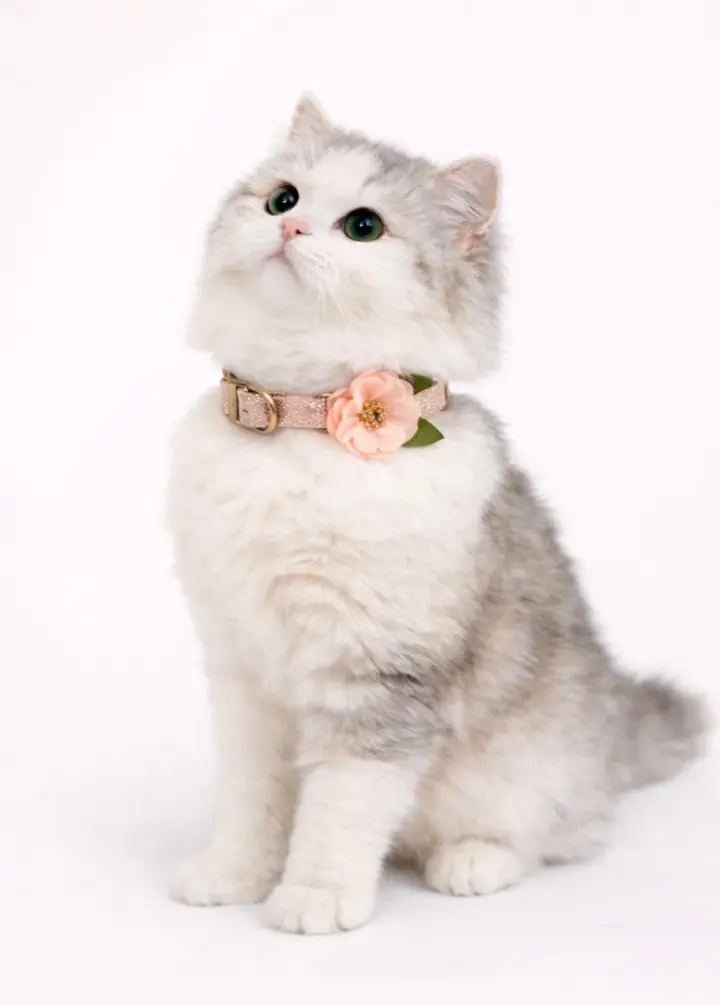 Missy Pet Collar in Rose Gold Glitter