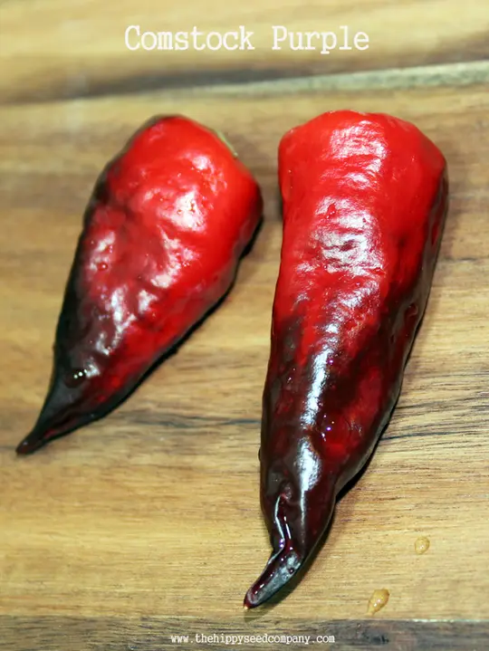 Comstock Purple Pepper