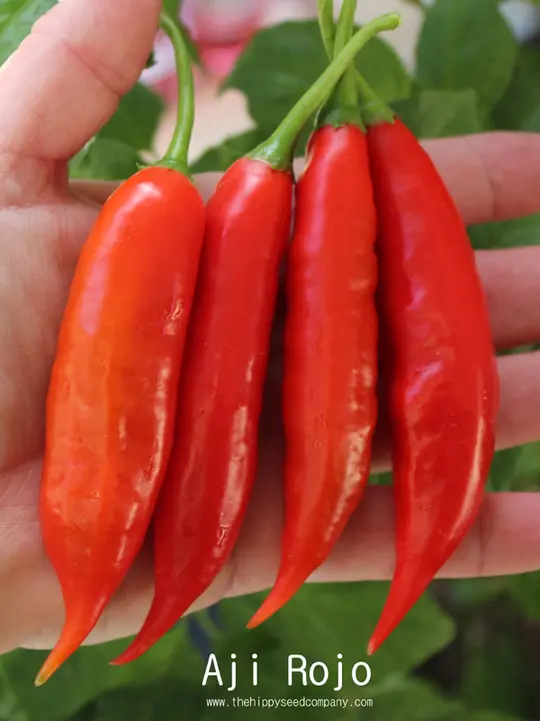 Aji Rojo