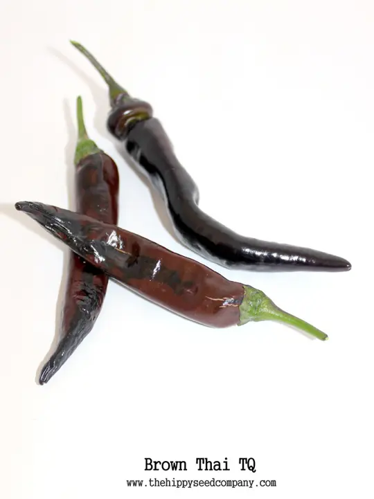Brown Thai TQ Pepper