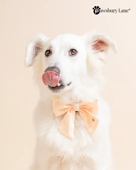 The Satin Collection - Dog Bow - Daffodil