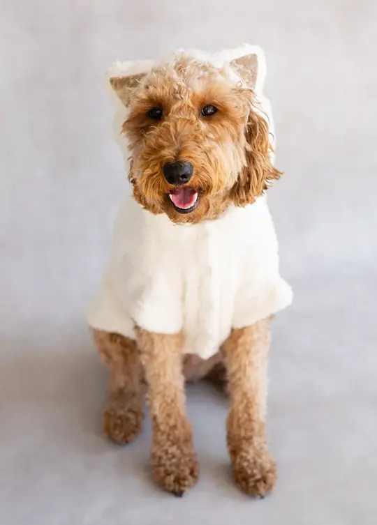 Meowza Pet Hoodie in Cream