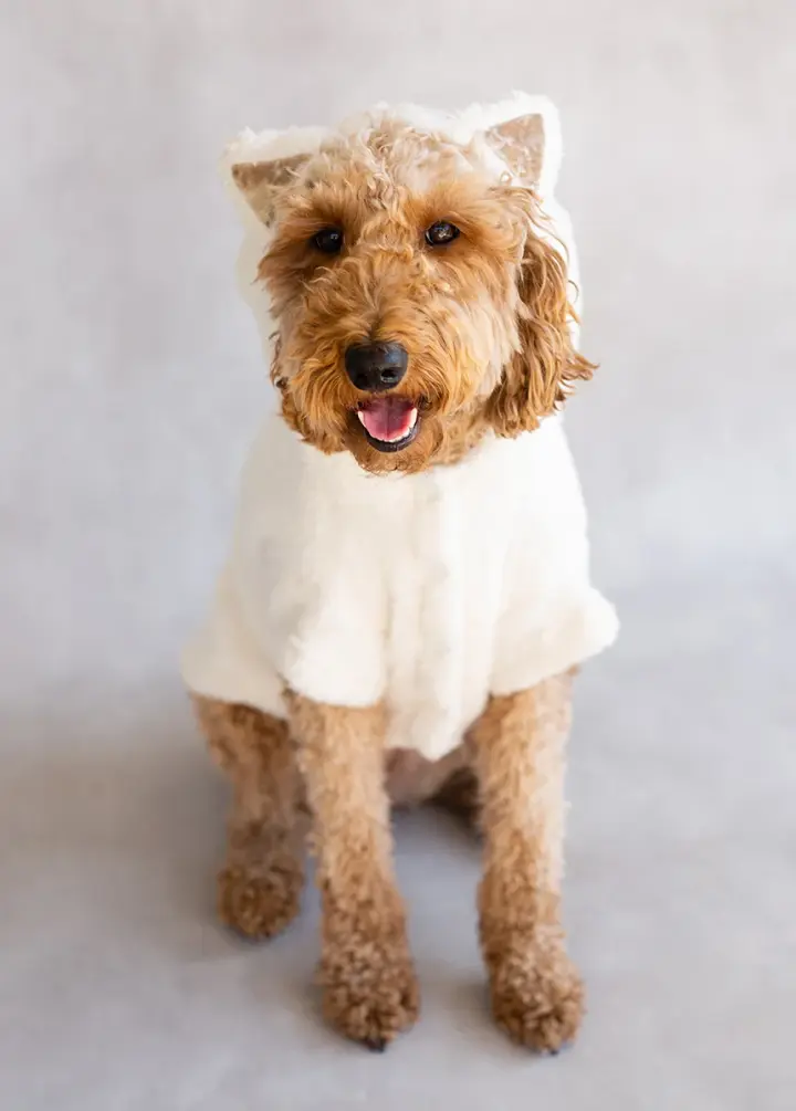 Meowza Pet Hoodie in Cream