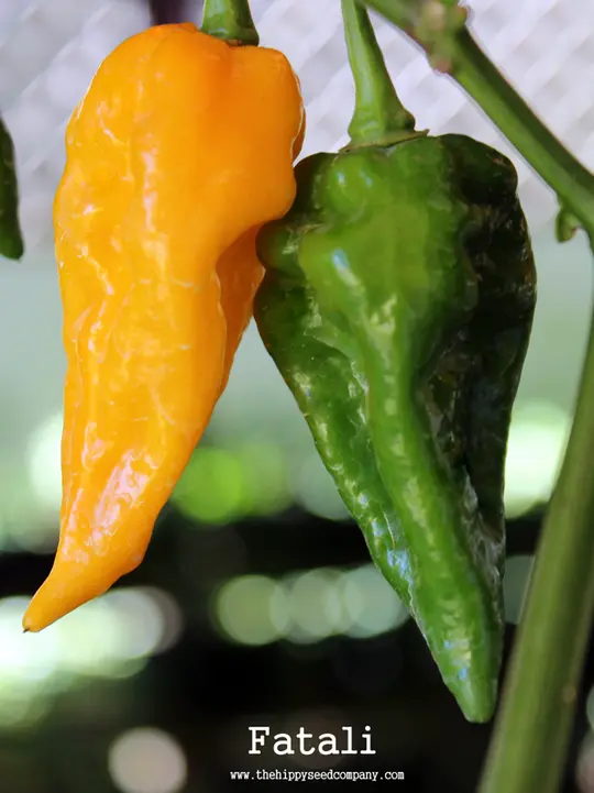 Fatali Pepper