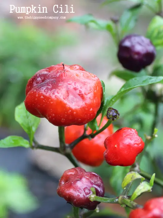 Pumpkin Cili Pepper