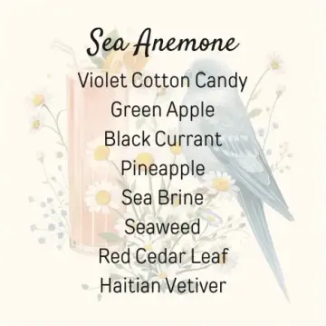 Sea Anemone