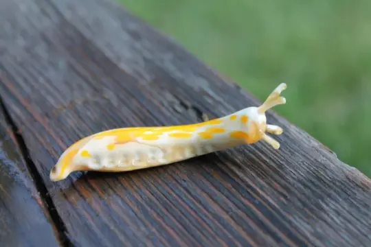 Yellow And White Murano Glass Slug Figurine For Snail Lovers