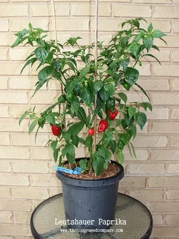 Leutschauer Paprika