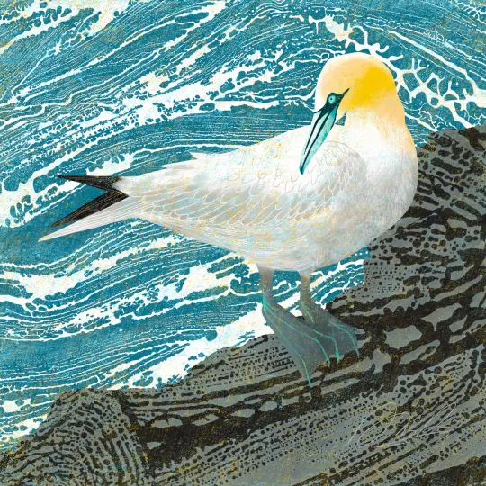 Gannet