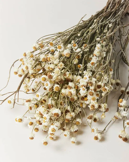 Dried Petite Daisy Bundle