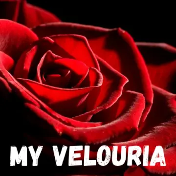 My Velouria
