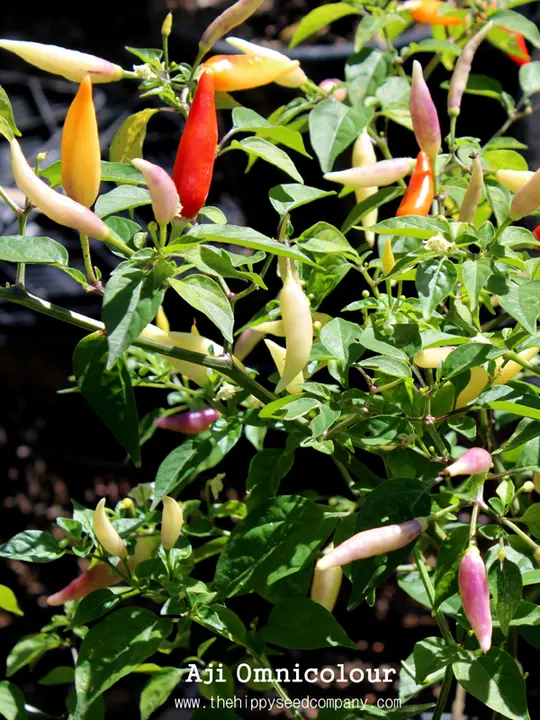 Aji Omnicolour