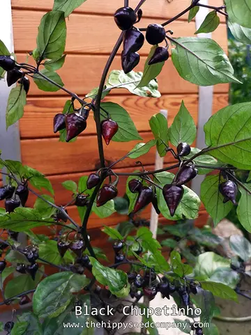 Black Chupetinho Chilli