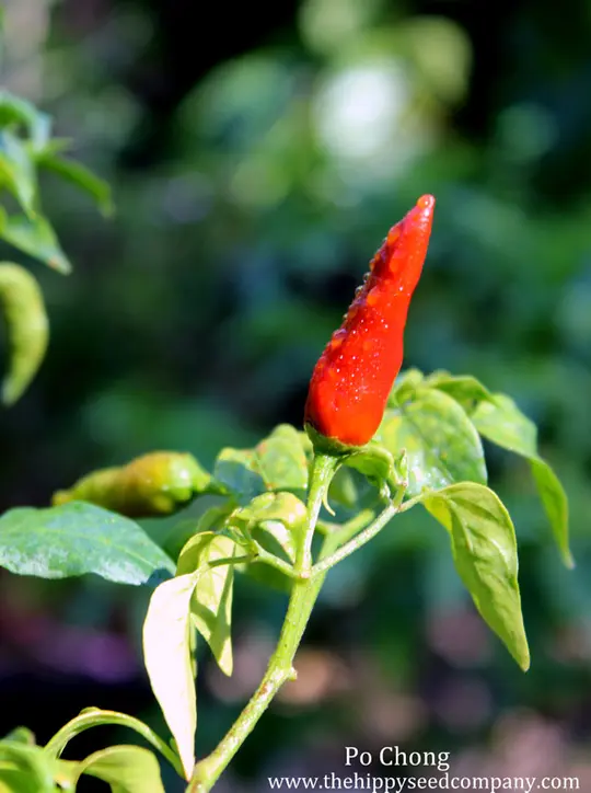 Po Chong Chilli