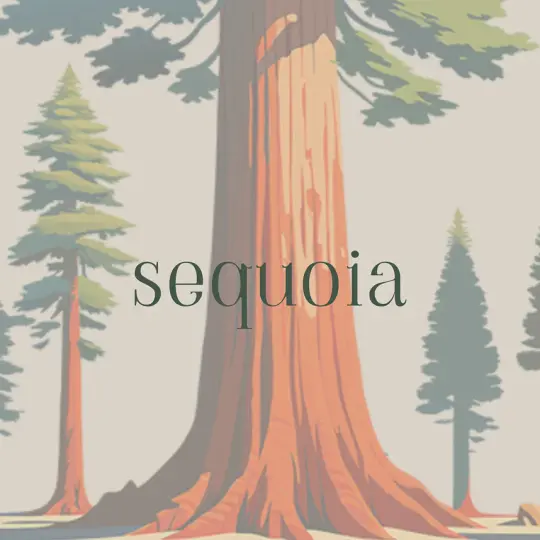 Sequoia