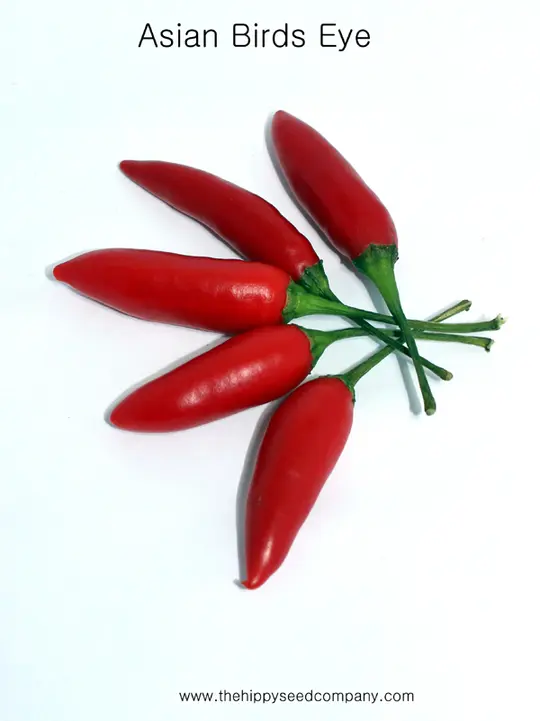 Asian Birds Eye Chilli